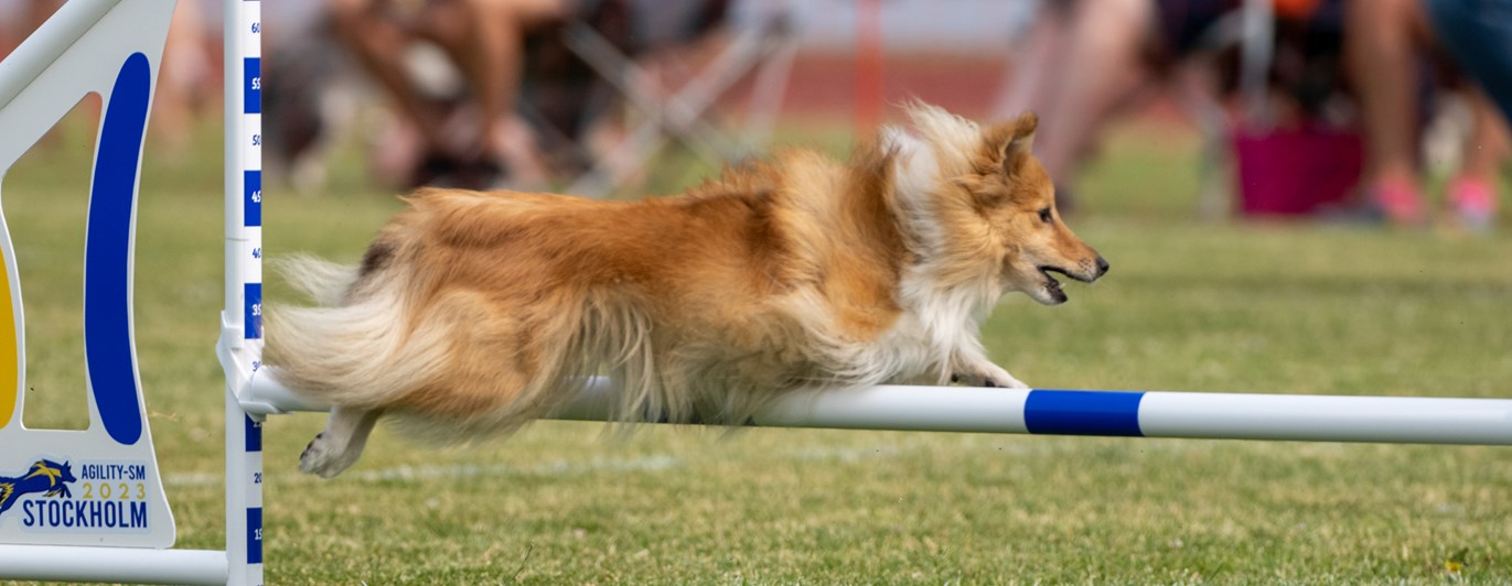 Turid hoppar över hinder tillsammans med Kari Haponen