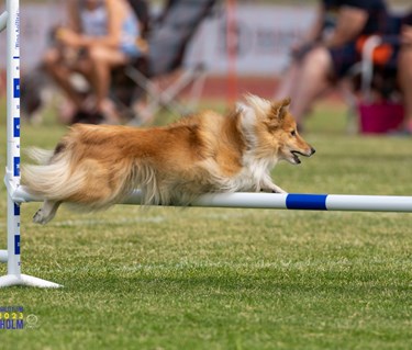 Turid hoppar över hinder tillsammans med Kari Haponen