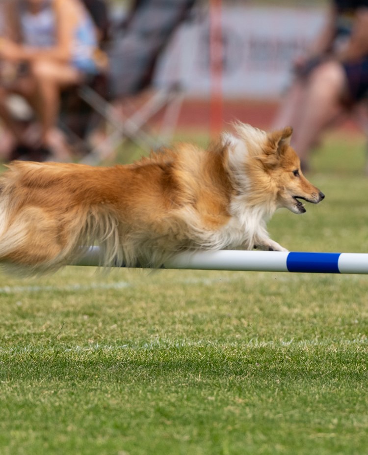 Turid hoppar över hinder tillsammans med Kari Haponen