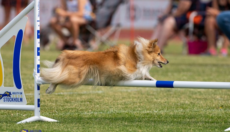 Turid hoppar över hinder tillsammans med Kari Haponen