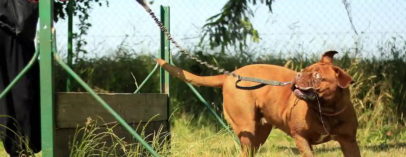 Dog on the leash, training.