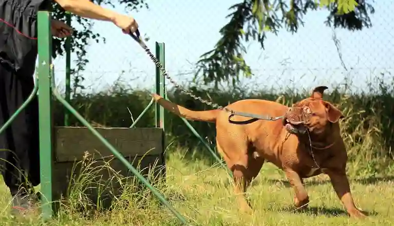 Dog on the leash, training.