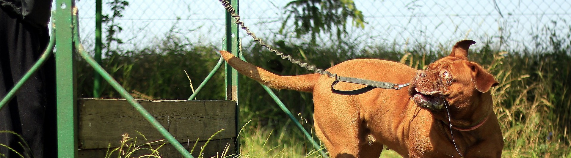 Dog on the leash, training.