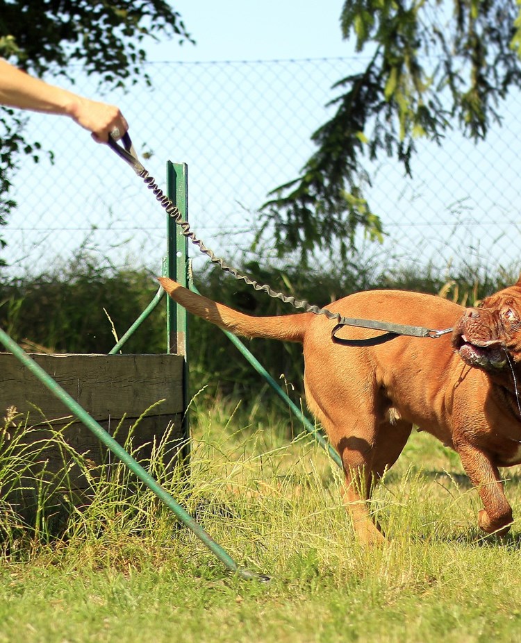 Dog on the leash, training.