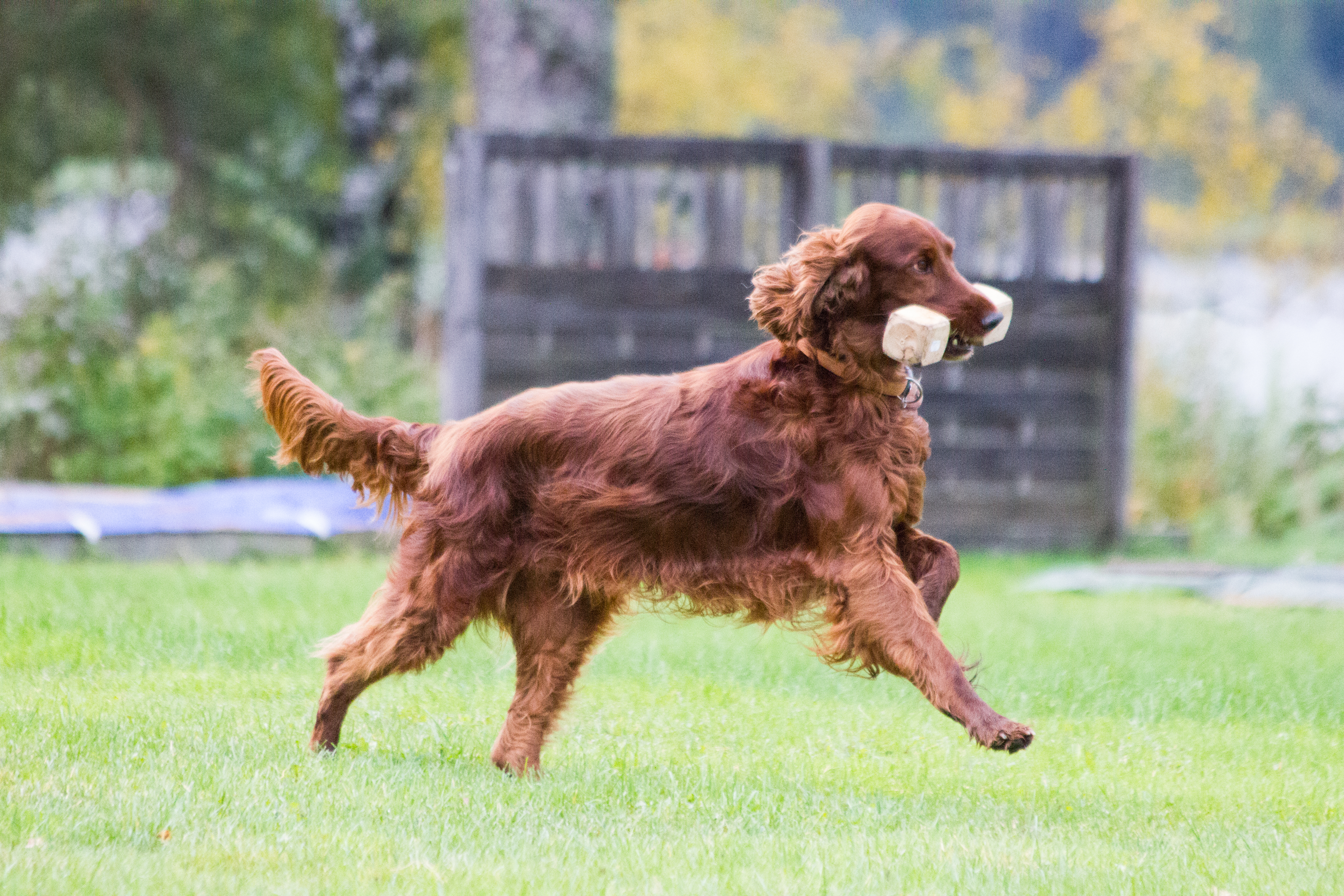 Irländsk setter som apporterar