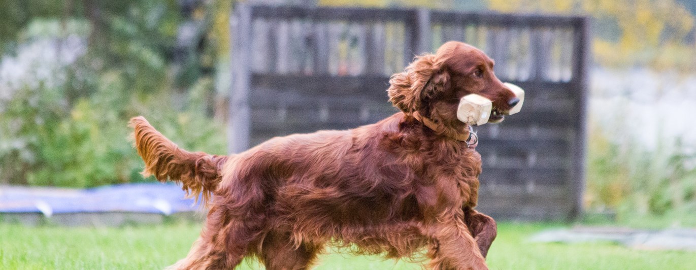 Irländsk setter som apporterar