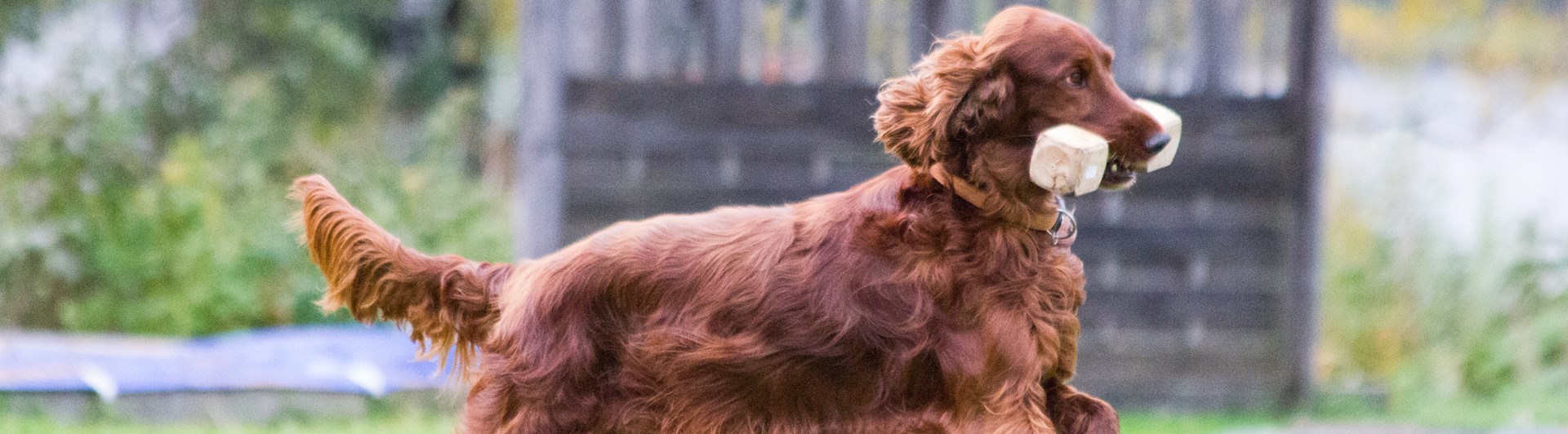 Irländsk setter som apporterar