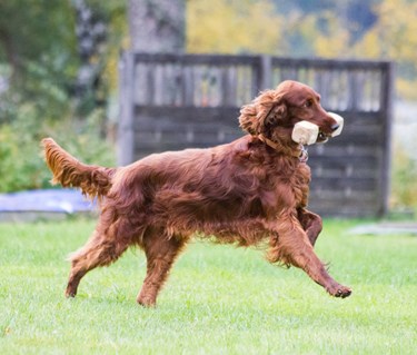 Irländsk setter som apporterar