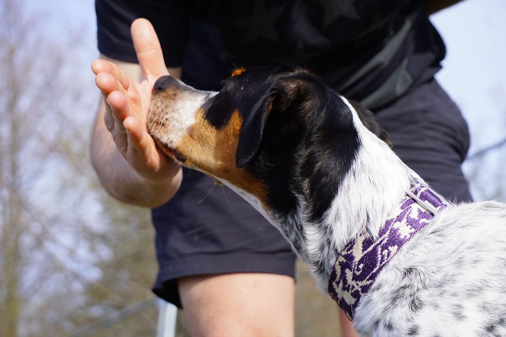 Hund som trycker sin nos i husses handflata.