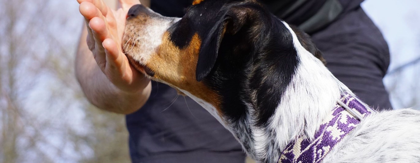 Hund som trycker sin nos i husses handflata.