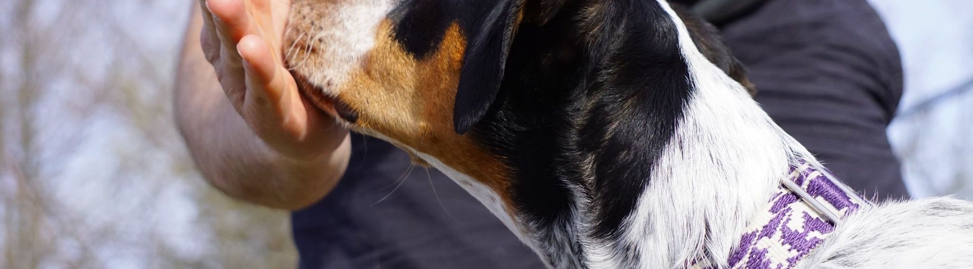 Hund som trycker sin nos i husses handflata.