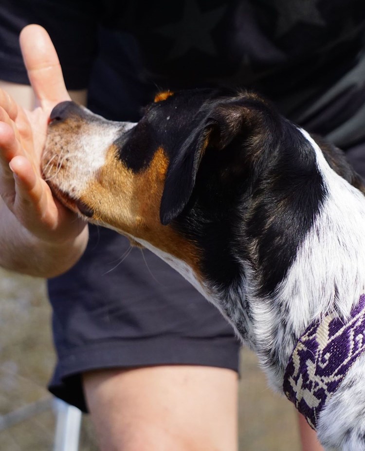 Hund som trycker sin nos i husses handflata.