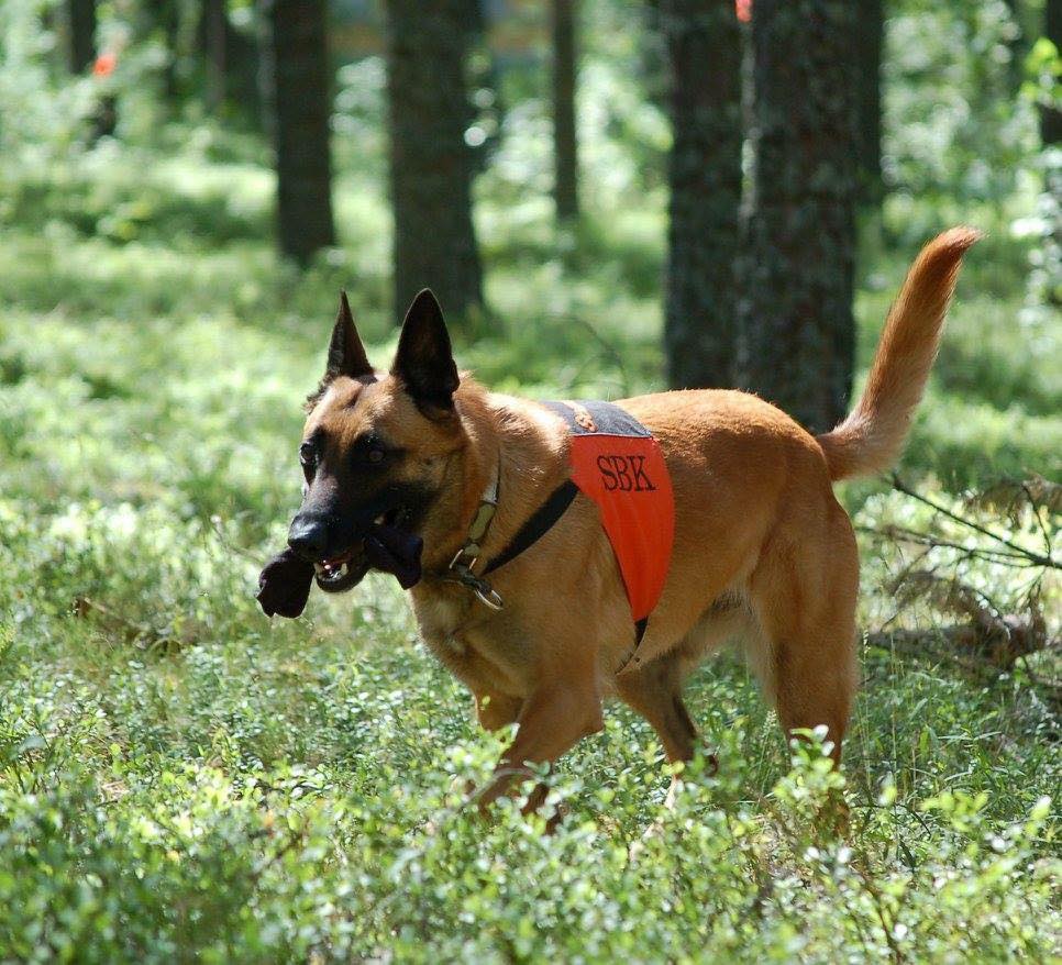 Malinois tränar uppletande. Foto: Kristina Svensson