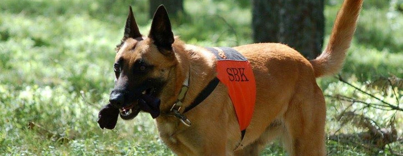 Malinois tränar uppletande. Foto: Kristina Svensson