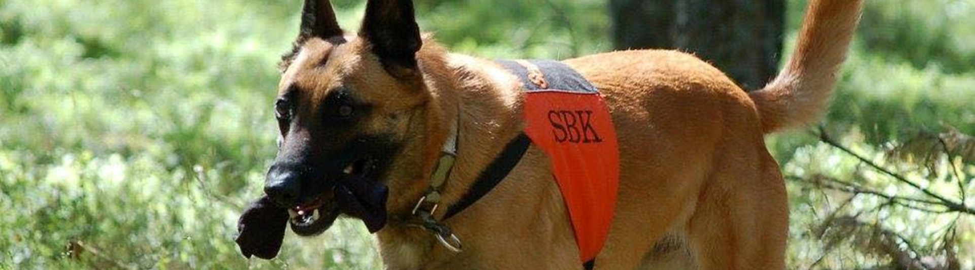 Malinois tränar uppletande. Foto: Kristina Svensson