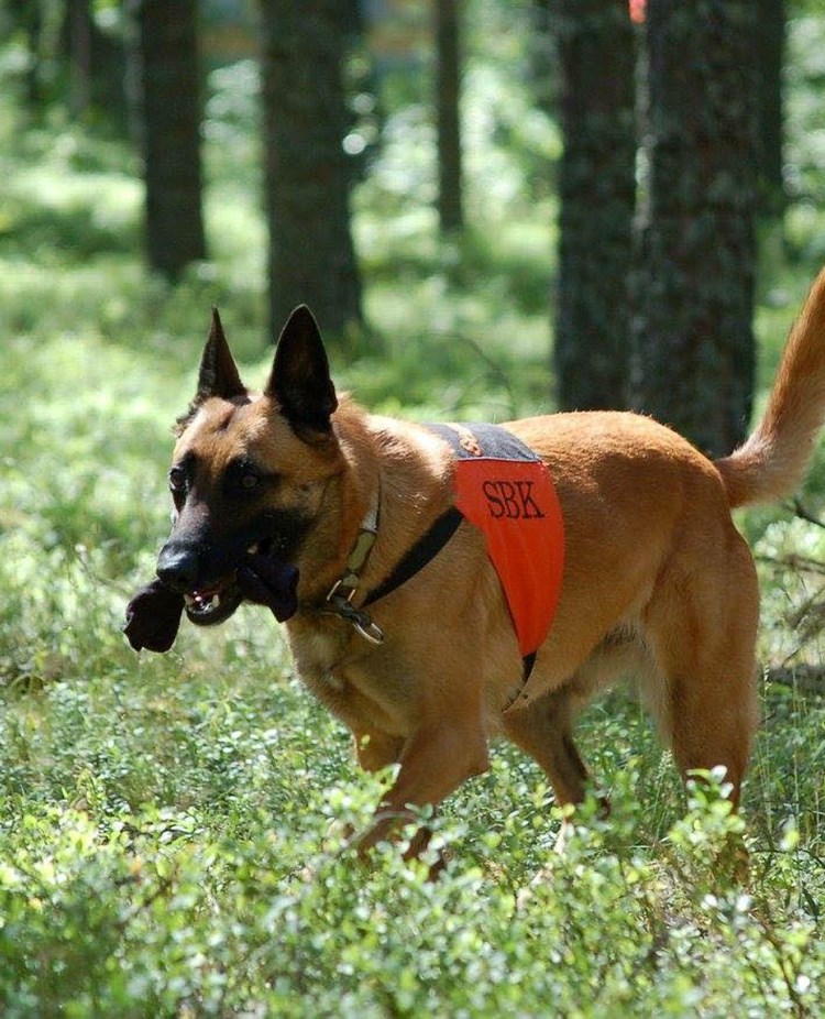 Malinois tränar uppletande. Foto: Kristina Svensson