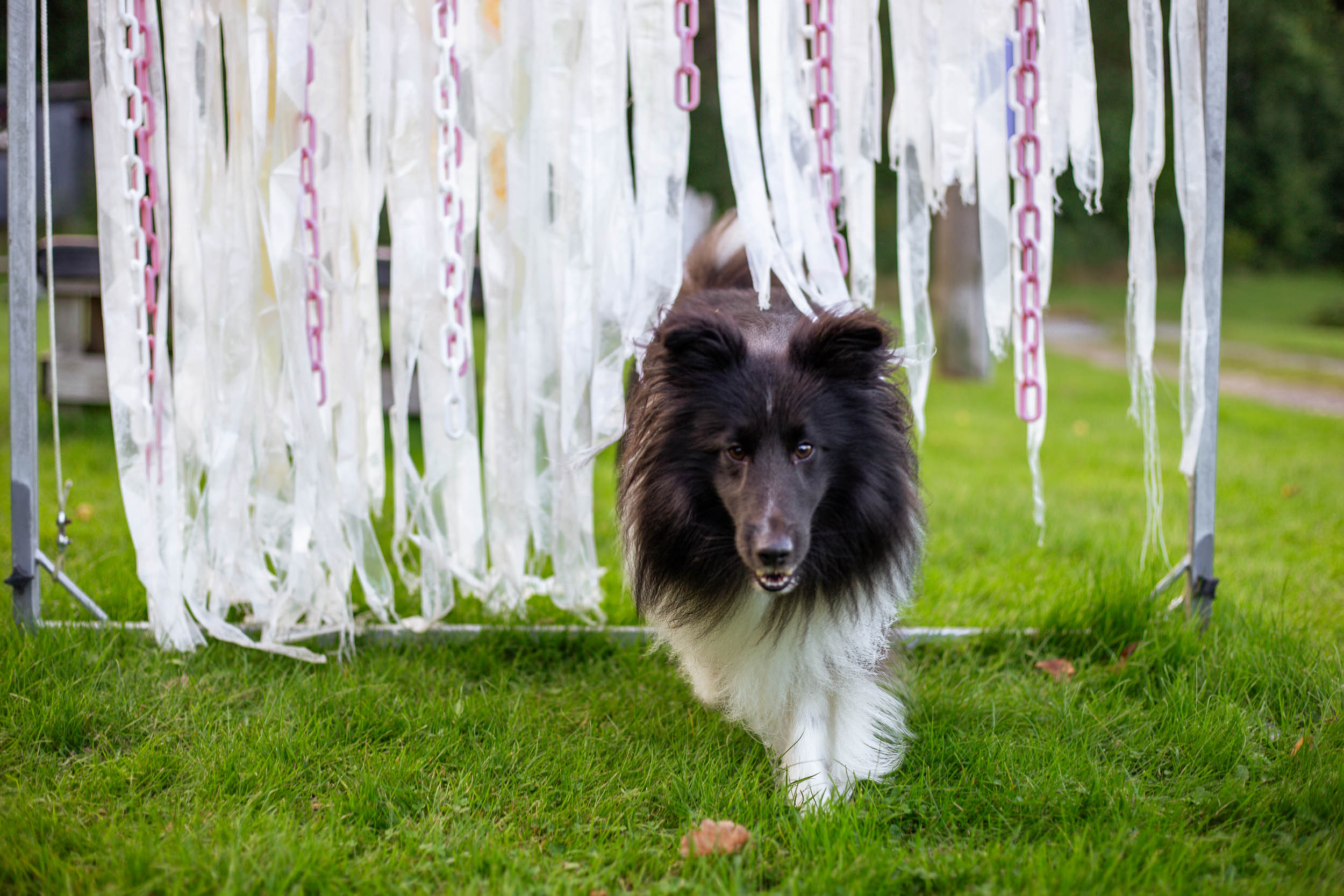 Hund springer genom vita plastband som vajar i vinden