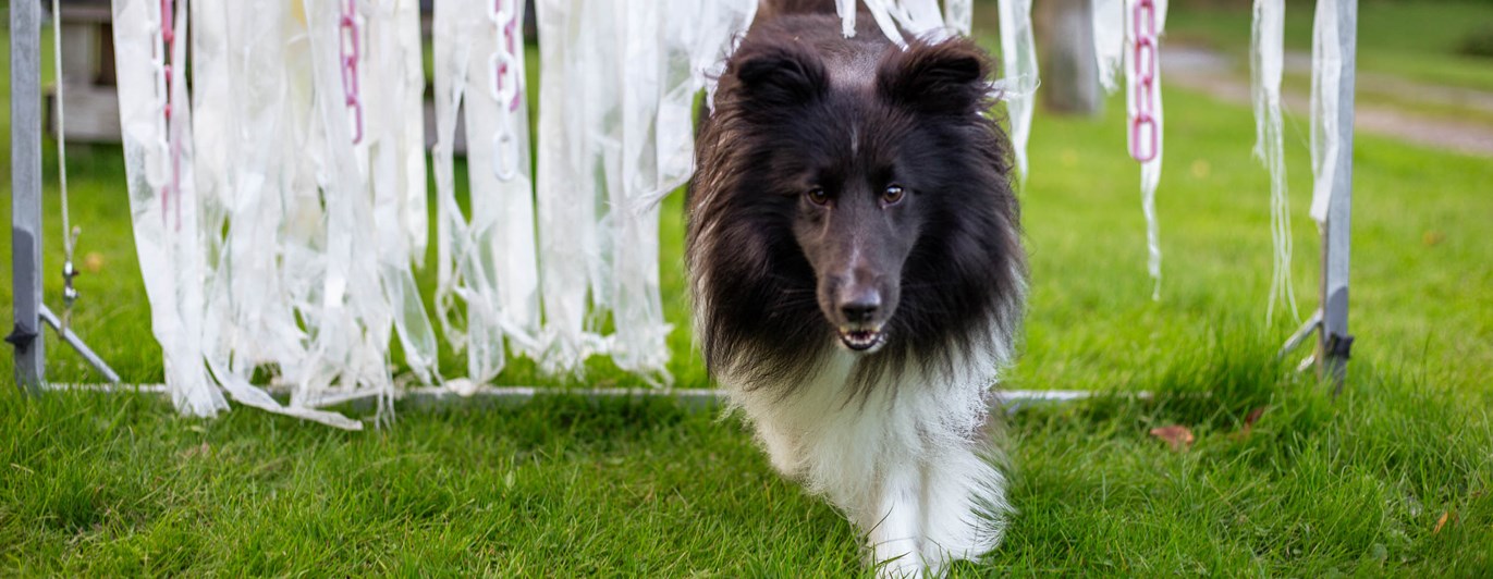 Hund springer genom vita plastband som vajar i vinden
