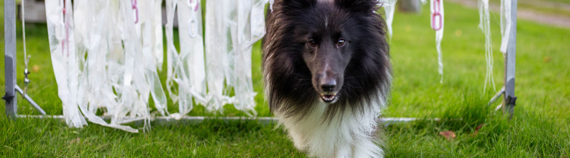 Hund springer genom vita plastband som vajar i vinden