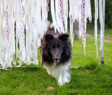 Hund springer genom vita plastband som vajar i vinden