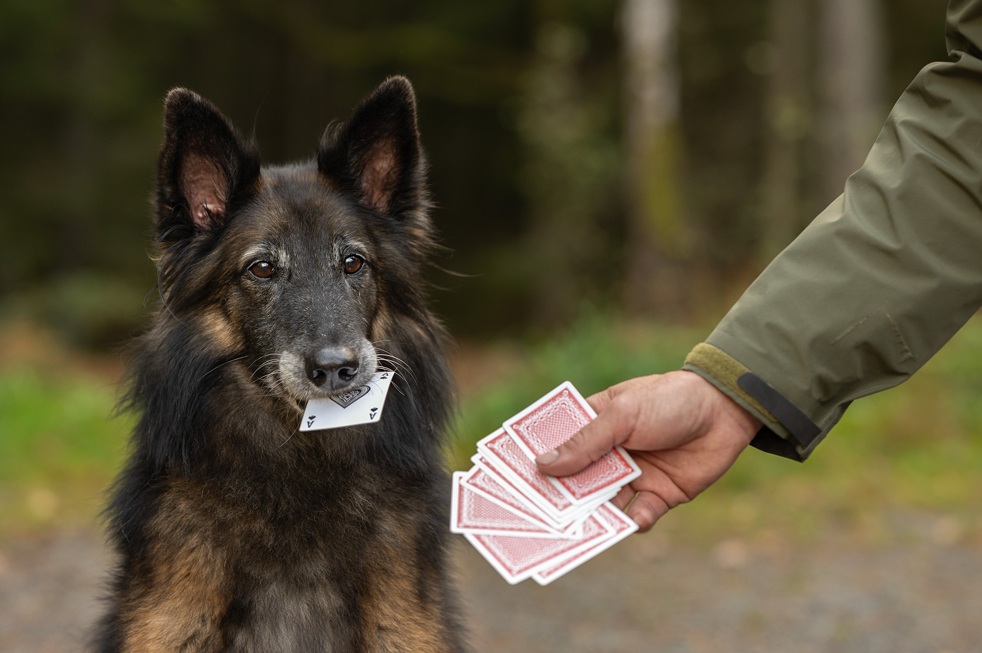 Hunden spelar kort
