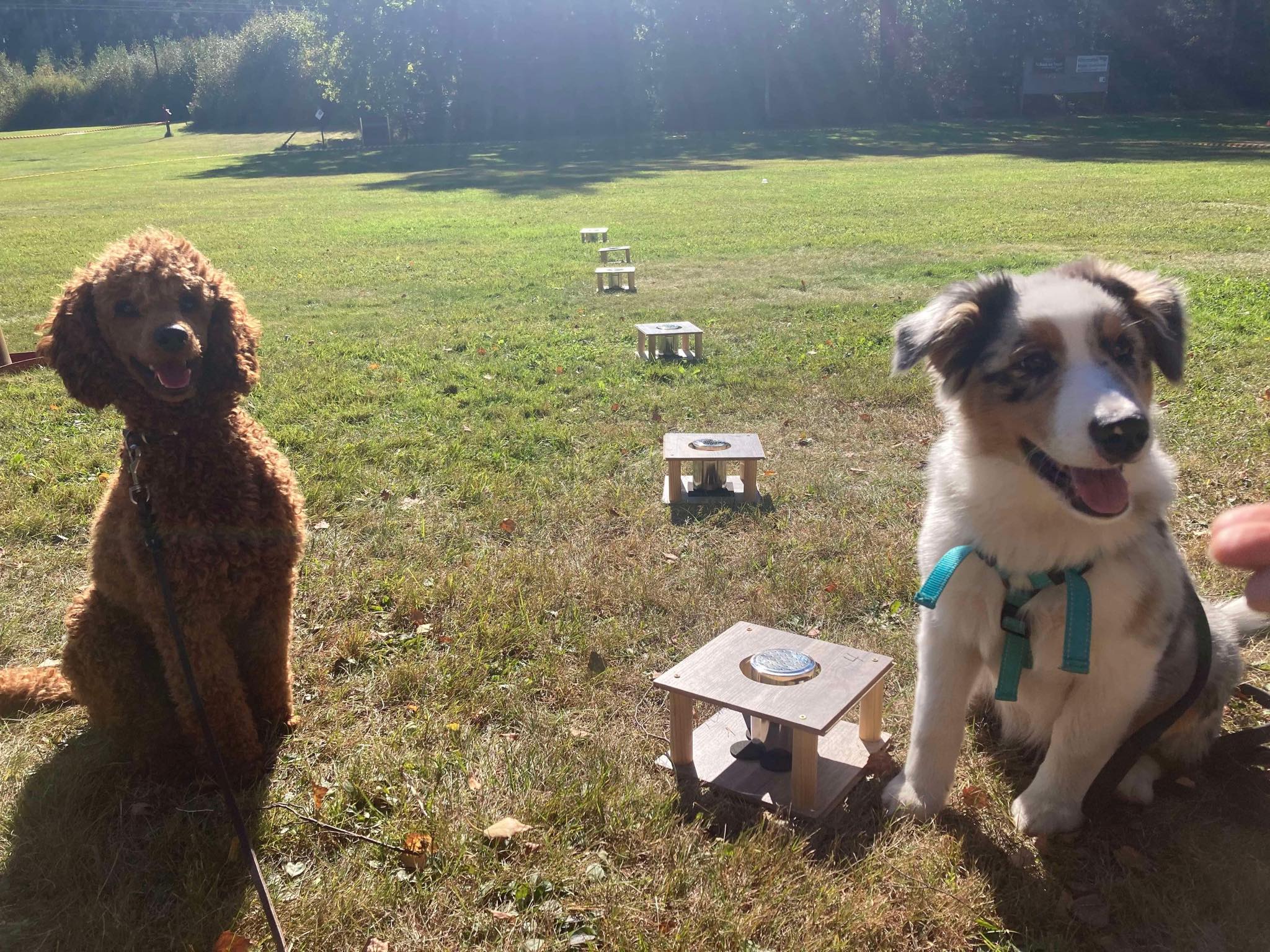 Två hundar framför Noseworkbehållare