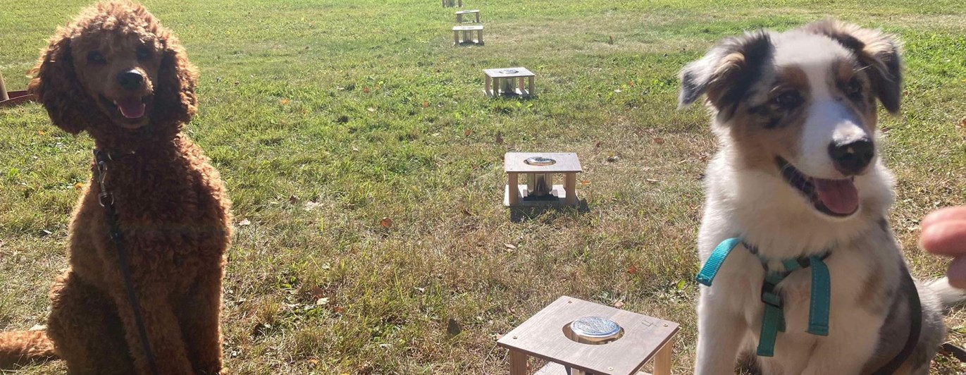 Två hundar framför Noseworkbehållare
