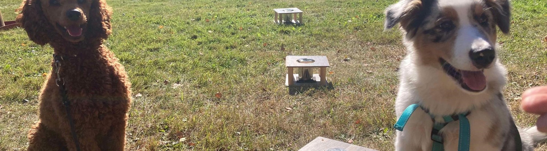 Två hundar framför Noseworkbehållare