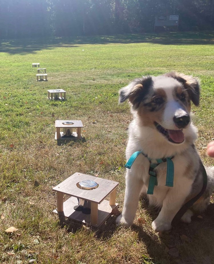 Två hundar framför Noseworkbehållare