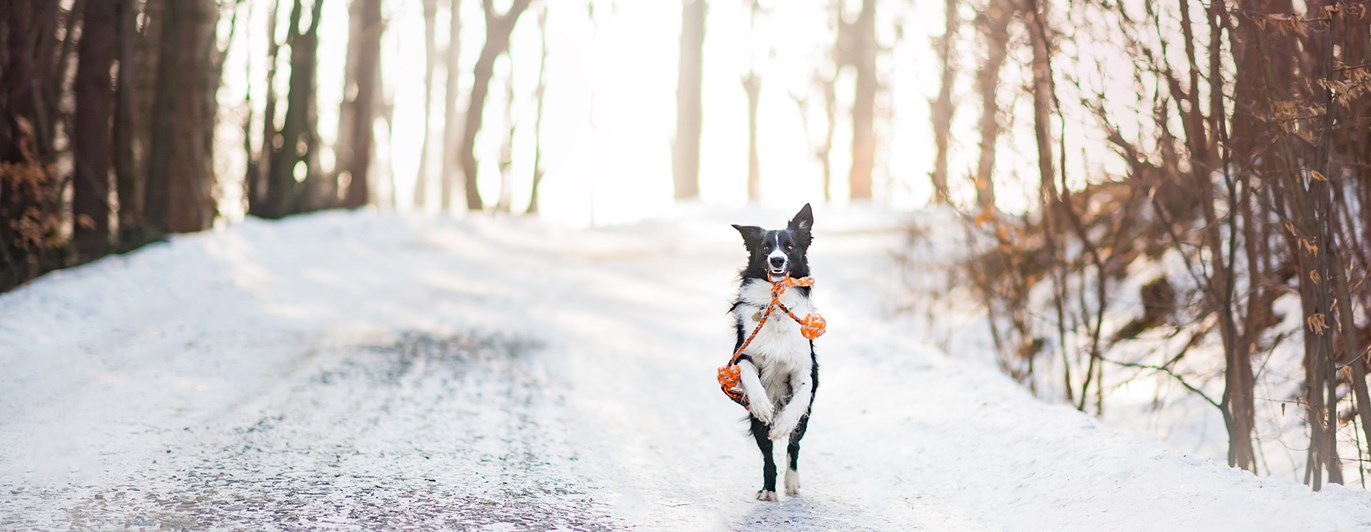 Hund som springer i snön