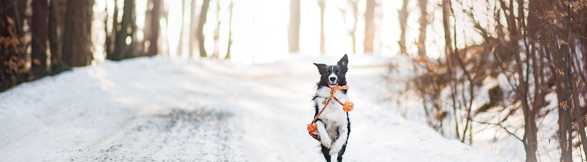 Hund som springer i snön