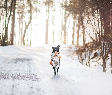 Hund som springer i snön