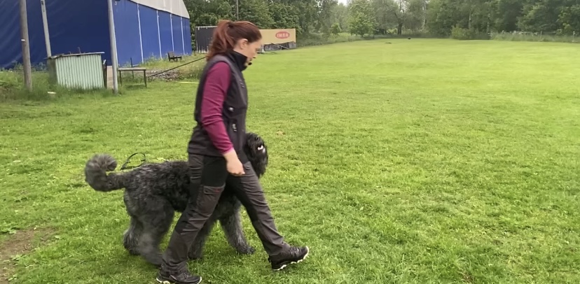 Bouvier des flandres som går i fotposition bredvid sin förare på en appellplan