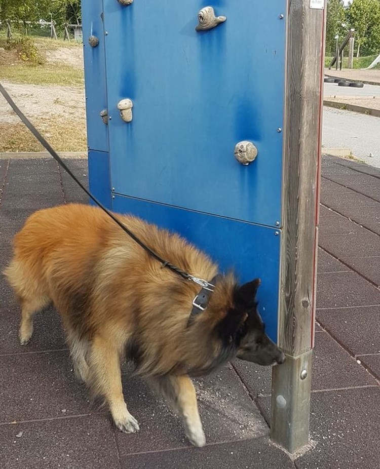 Hund i specialsök