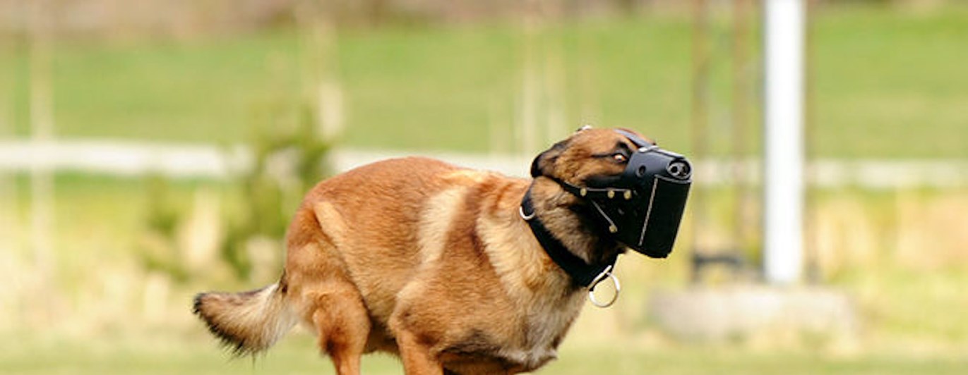 Foto: Julia Indergand