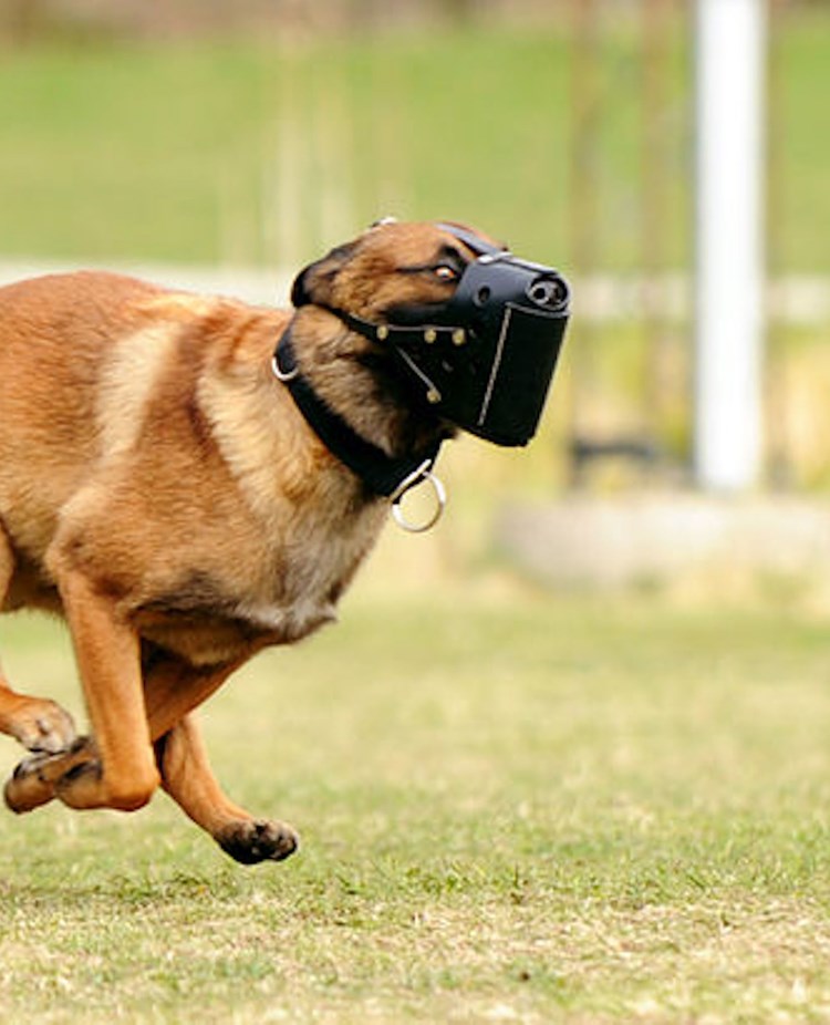 Foto: Julia Indergand