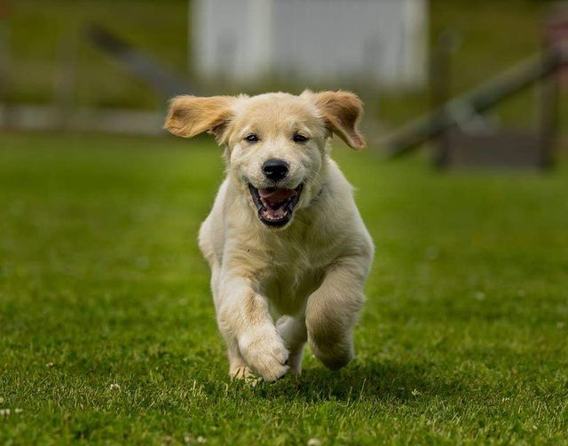 En hundvalp som springer mot kameran.