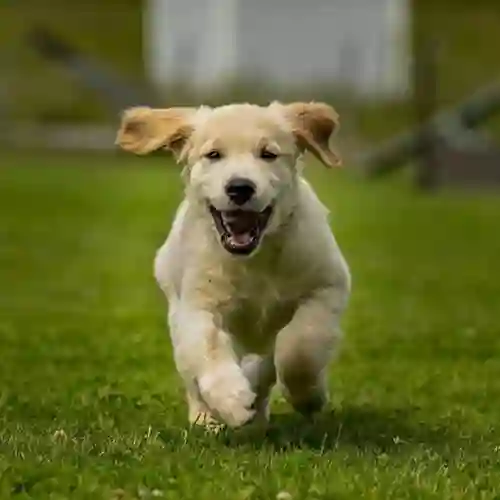 En hundvalp som springer mot kameran.