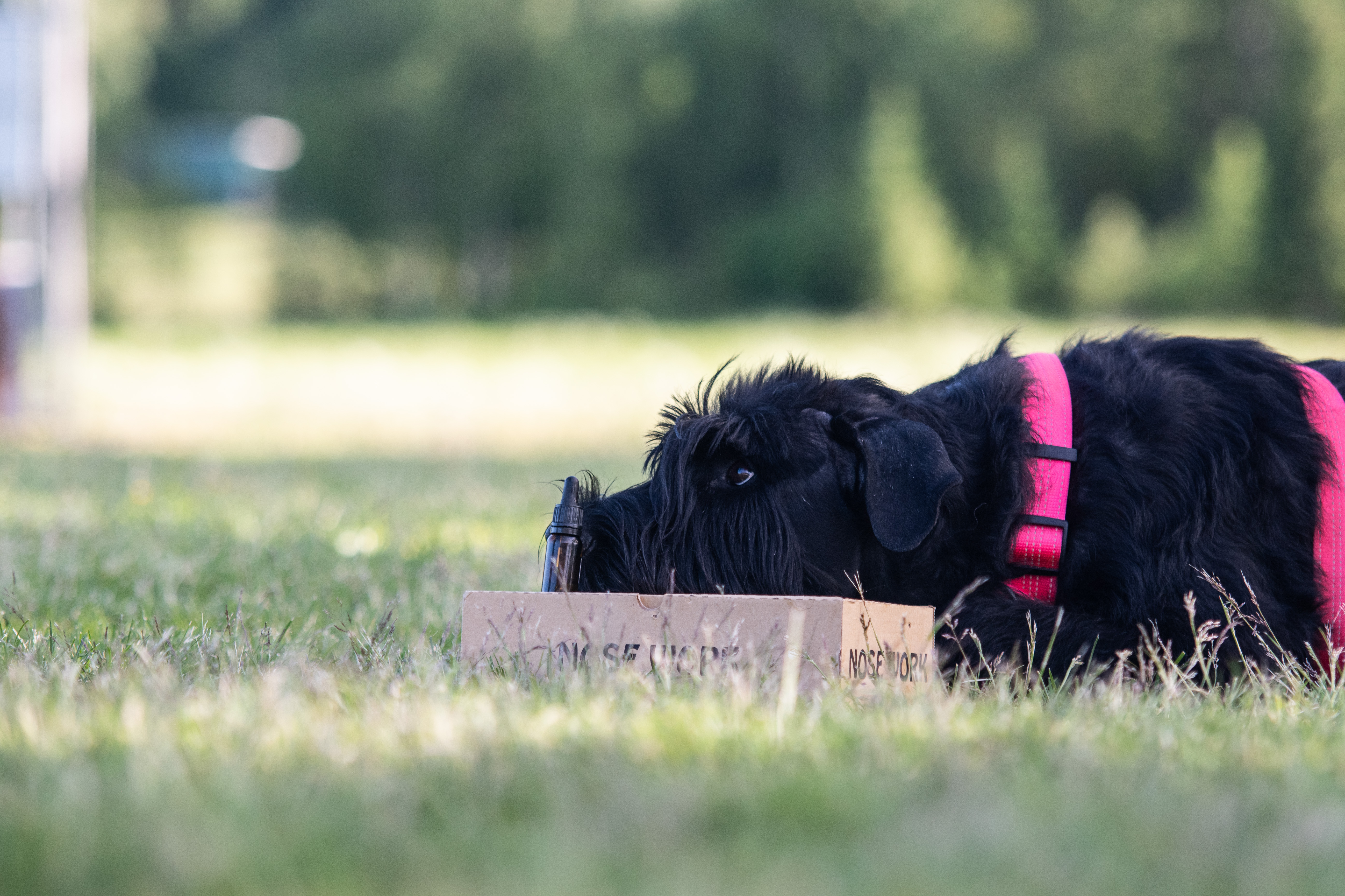 Riesen-tiken Maggie markerar en hydrolatflaska på en Nosework kartong
