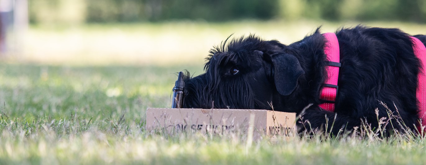 Riesen-tiken Maggie markerar en hydrolatflaska på en Nosework kartong
