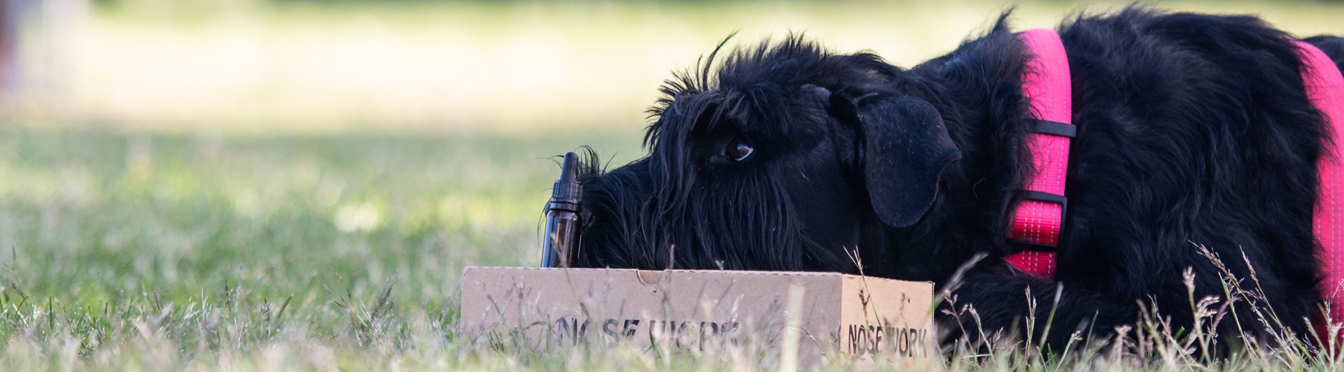 Riesen-tiken Maggie markerar en hydrolatflaska på en Nosework kartong