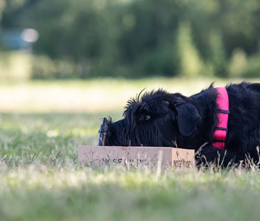 Riesen-tiken Maggie markerar en hydrolatflaska på en Nosework kartong