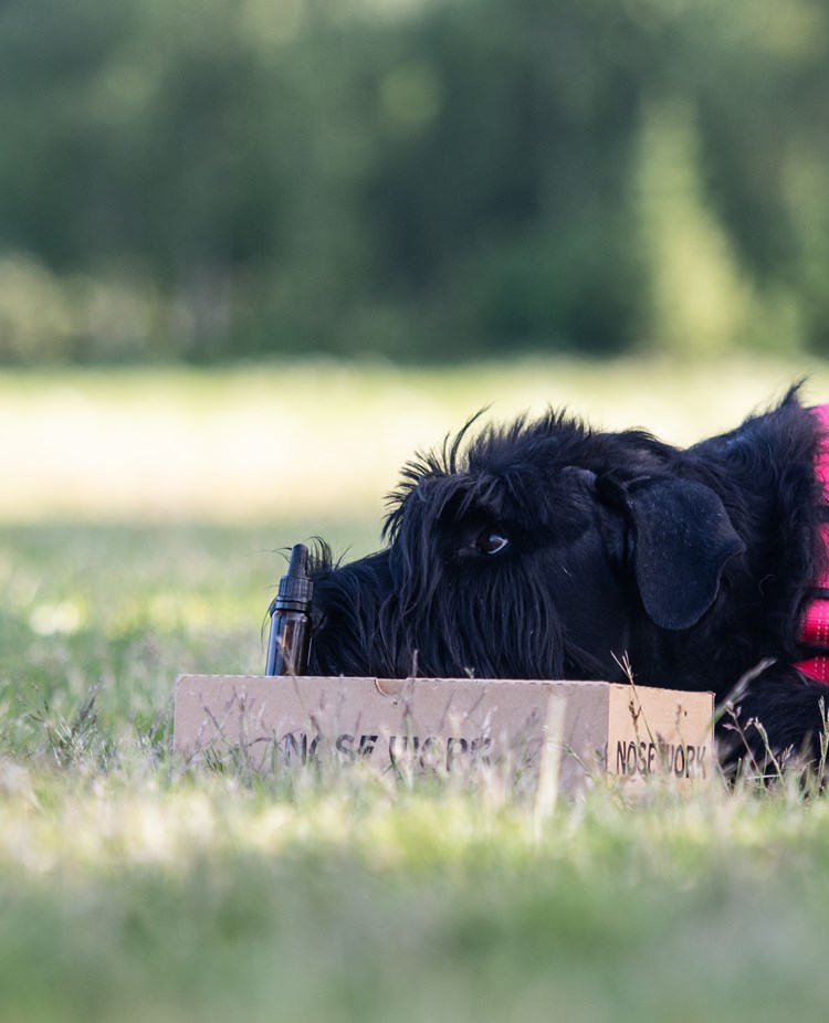 Riesen-tiken Maggie markerar en hydrolatflaska på en Nosework kartong