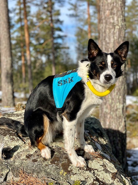 Border Collie i sökskogen