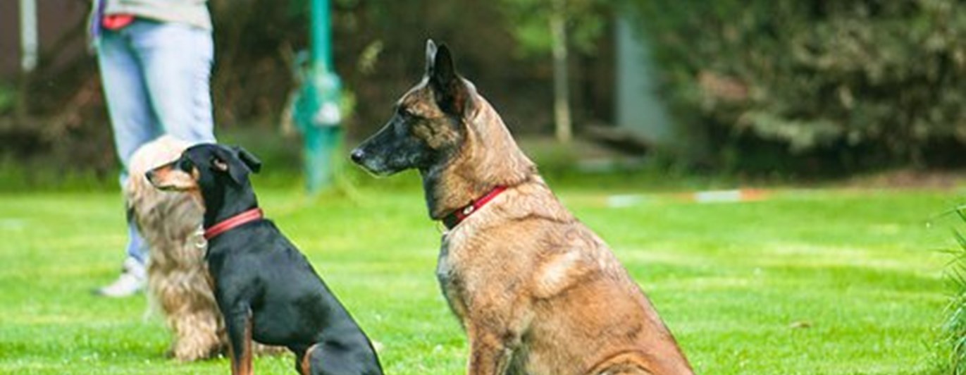 Lydnad Pixabay 4444589_340