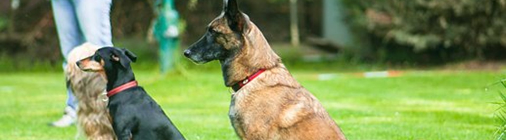 Lydnad Pixabay 4444589_340