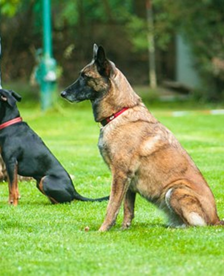 Lydnad Pixabay 4444589_340