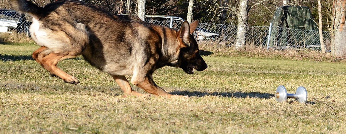 Schäfer som skall gripa apport