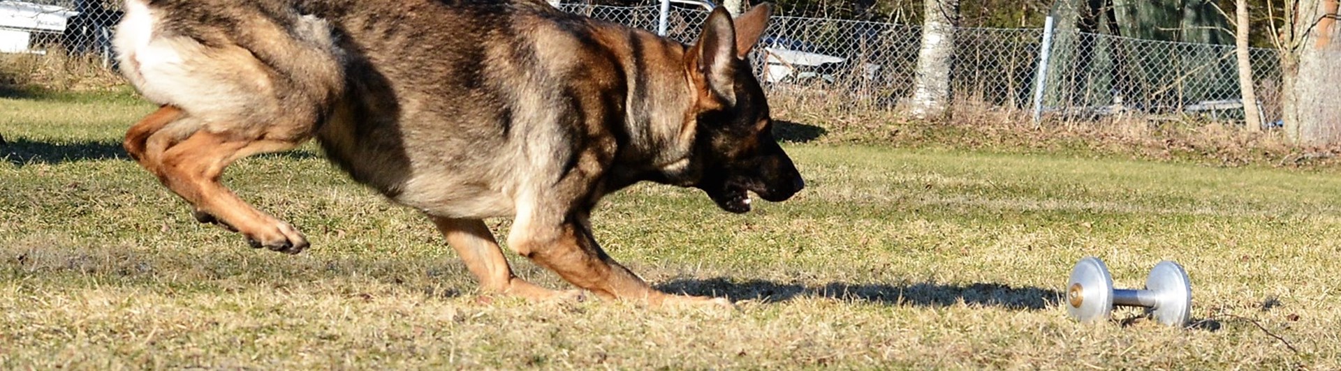 Schäfer som skall gripa apport