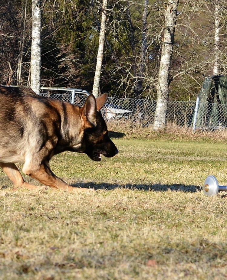 Schäfer som skall gripa apport